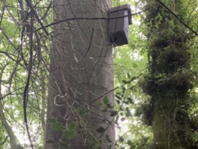 A bat box installed on a mature tree within the scheme area