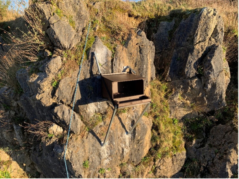 Peregrine nest box installed away from the M28 route